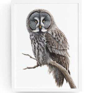 Watercolor Great Grey Owl Portrait Wall Art Print Poster, Unframed